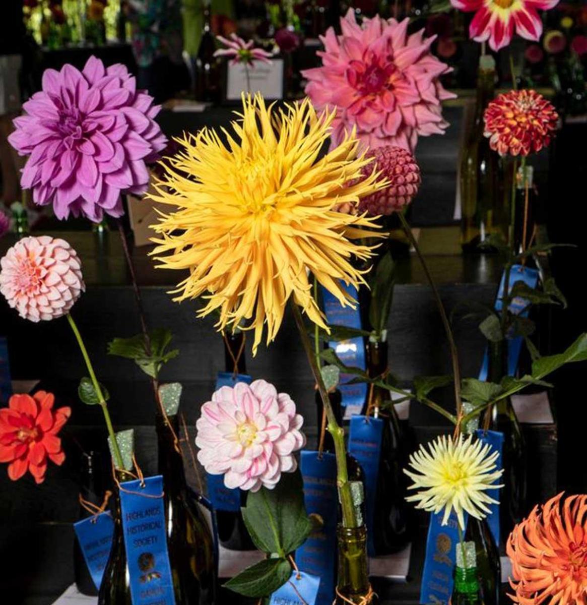 6A8A3244-E2-GC image Dahlia Festival