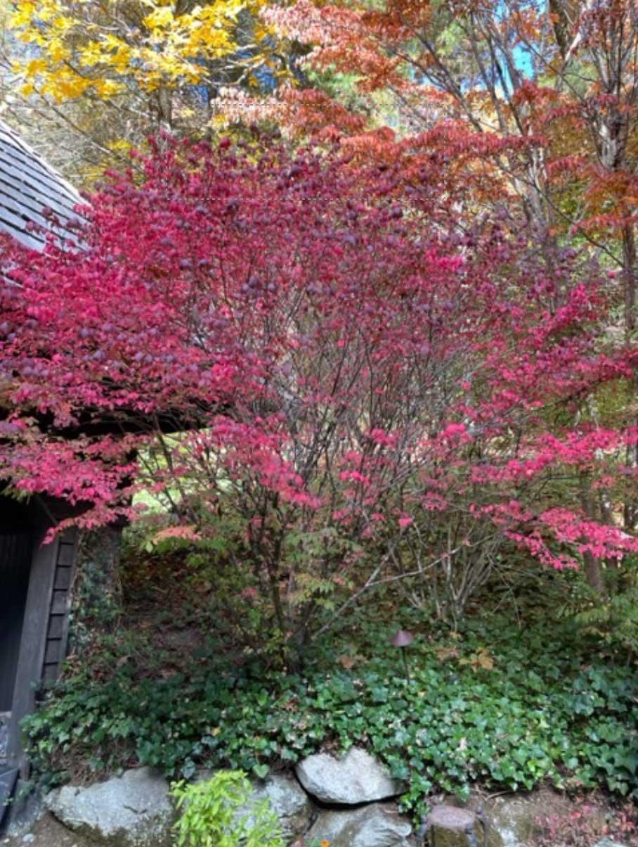 burning-bush.jpg