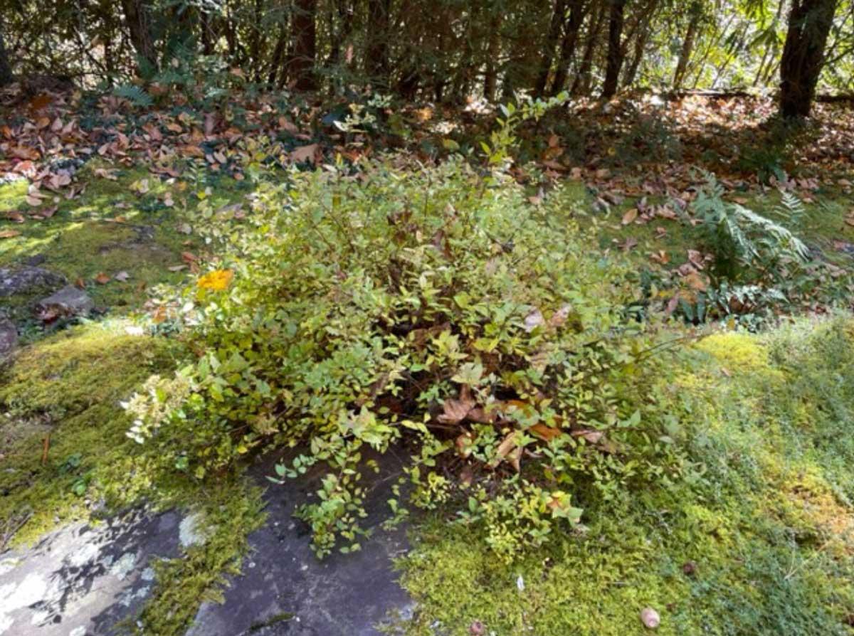 japanese-spirea.jpg