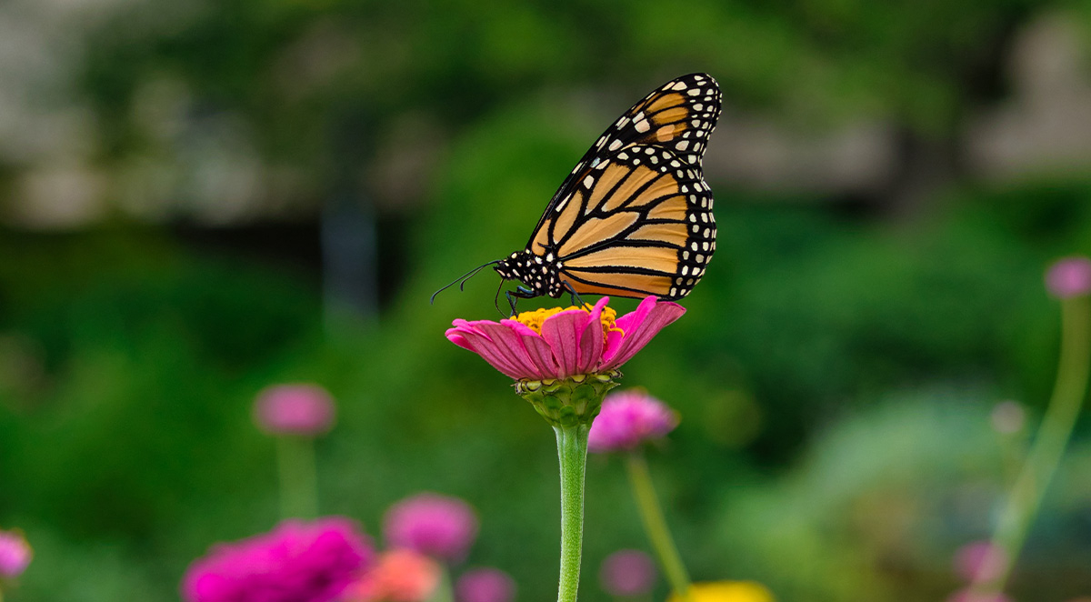 Pollinators vs. Non-Pollinators