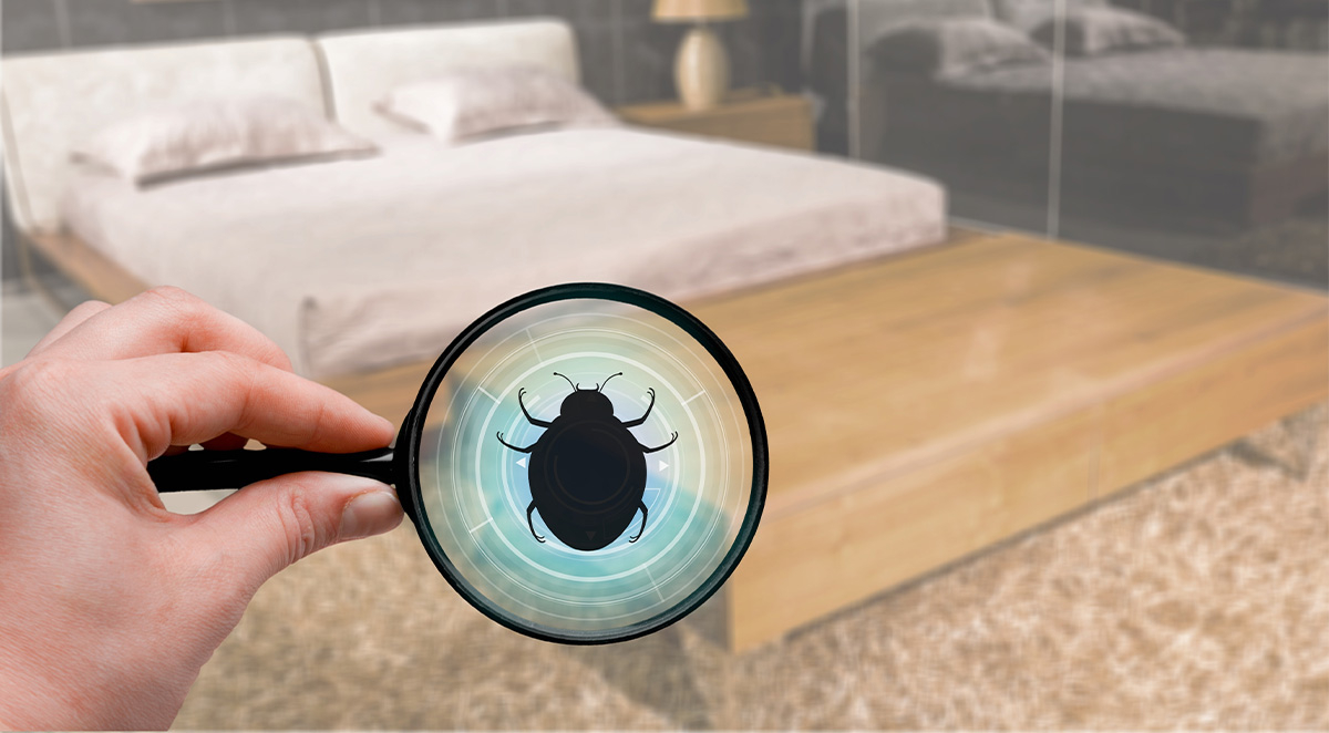 Everything You Need To Know About Bed Bugs
