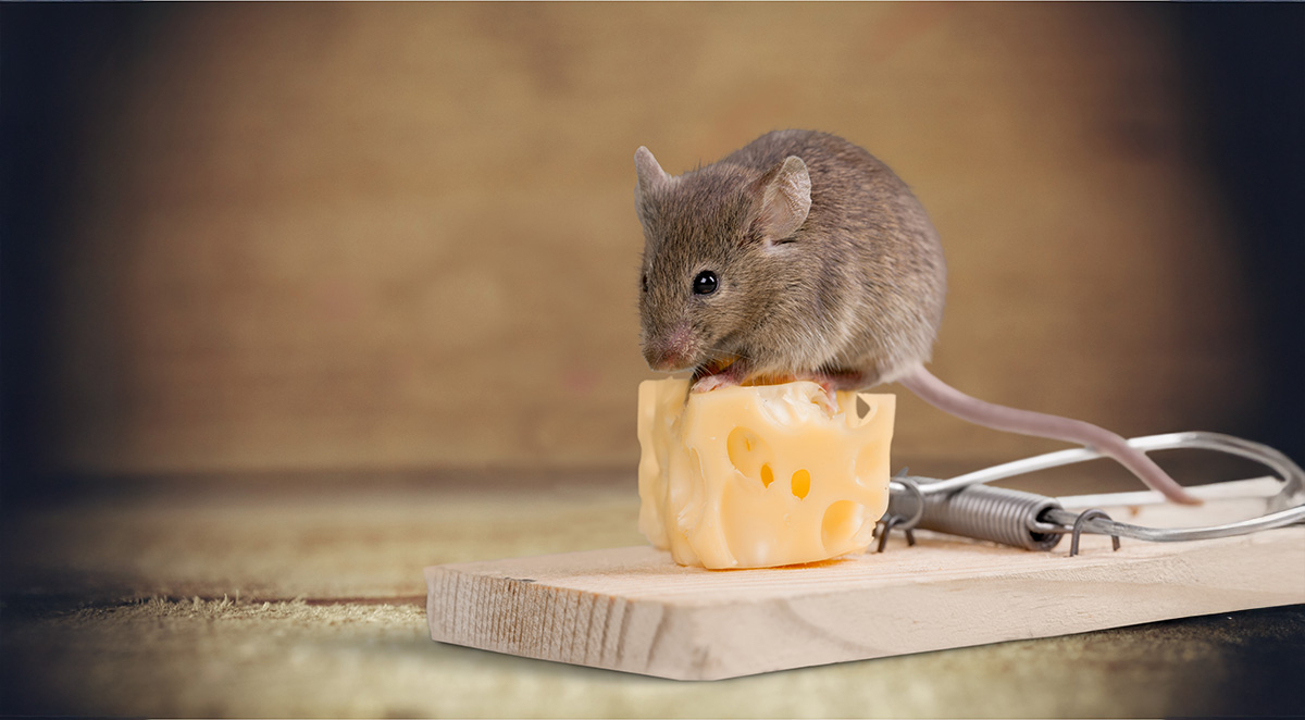 How to Trap Mice: Effective Methods for Successful Mouse Control
