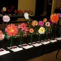 dahlias_1_original