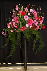 dahlias_7_original